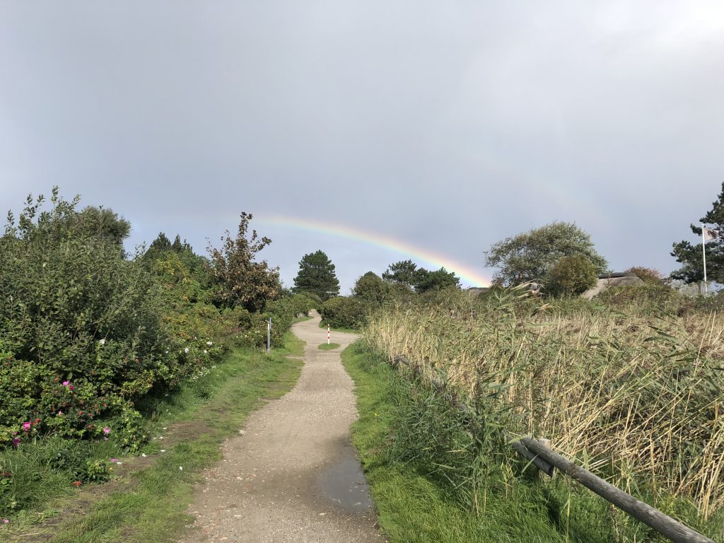 Weg durch Heidelandschaft mit Sträuchern und Regenbogen im Hintergrund